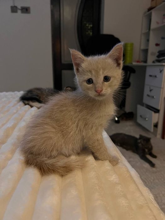 Продаются Вислоухие котята