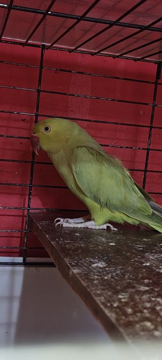 Vand rasa pură Micul Alexandru