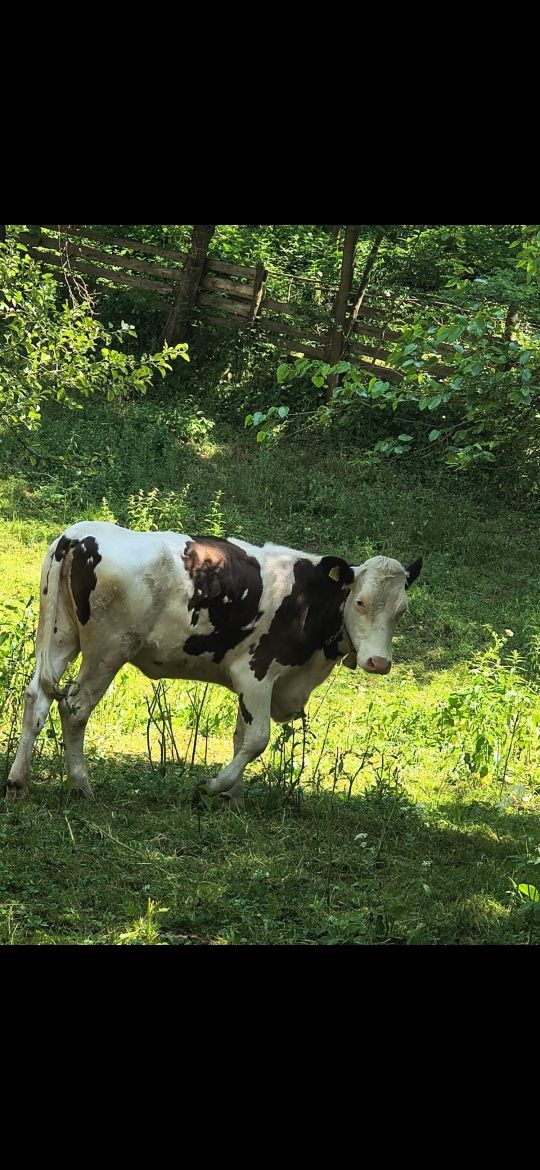 Baltata românească