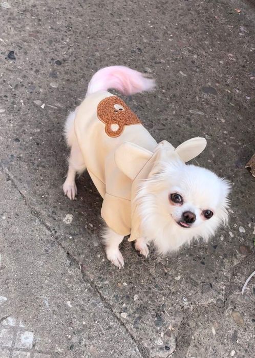 Чихулахула дългокосместо