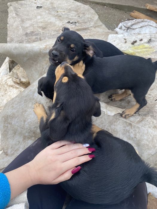 Подарявям кученца на 3 месеца