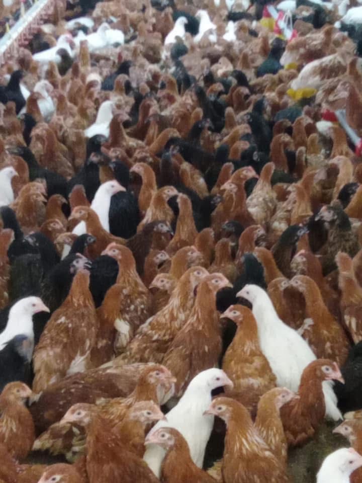 Vand pui albi de carne si rasa mixta