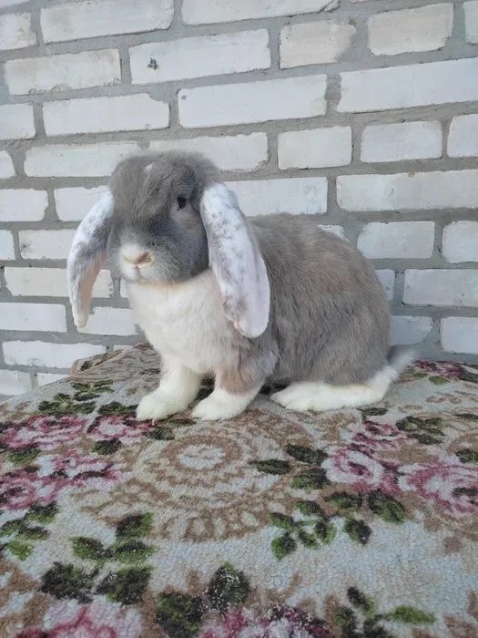 В продаже кролики порода вислоухая!