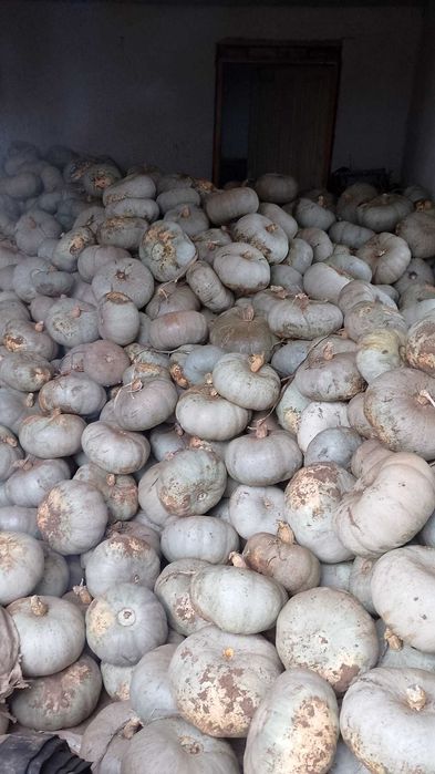 Dovleac de copt Crown Prince