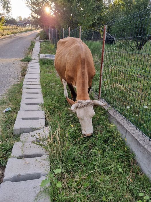 Vaca de vanzare.