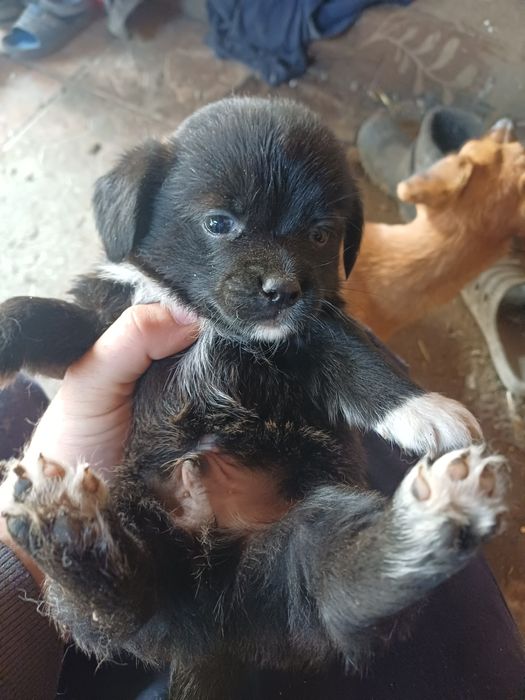 Donez cățelușe pitice