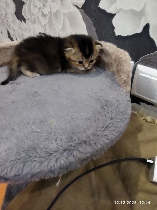 Готовяться к продаже котята золотая шиншилла