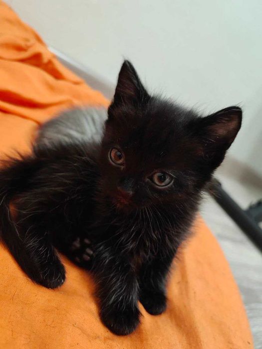 Котята в хорошие руки