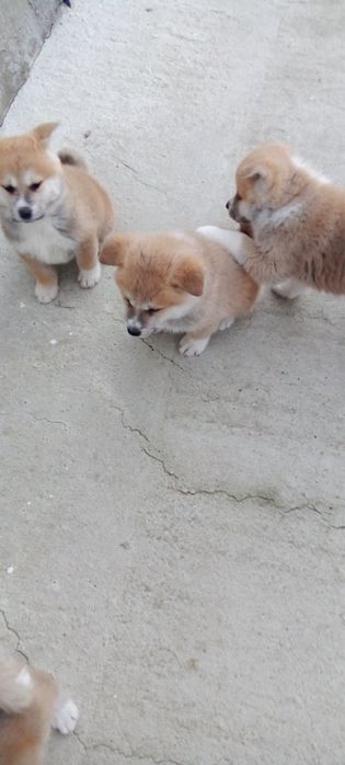 Кученца Акита Ину