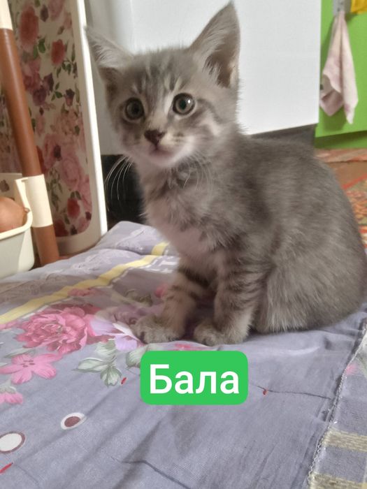 Отдам даром котят