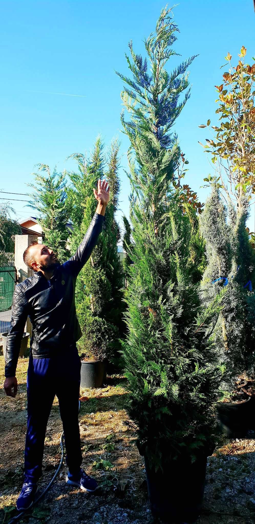Plante sănătoase, gata de plantat!