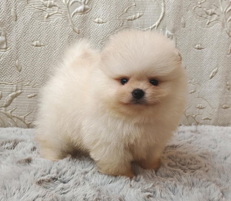 Померанчета мини момченца и момиченца