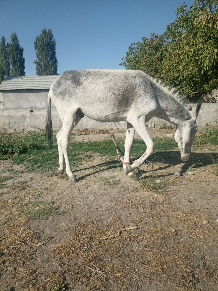 Eshak arava sotiladi Soglom kuchli erkak eshak sotiladi