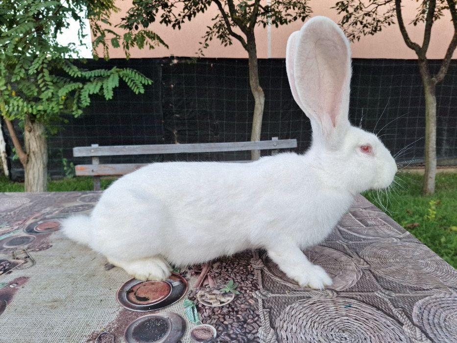 Vând iepuri urias german alb