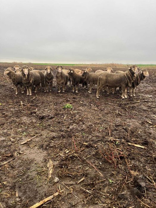 Berbecuți Merinos de vânzare