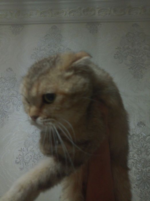 Britansky Shinshila Qiz Mushuk