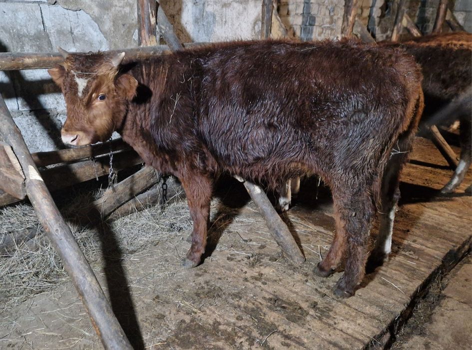 Продам подсос бычки