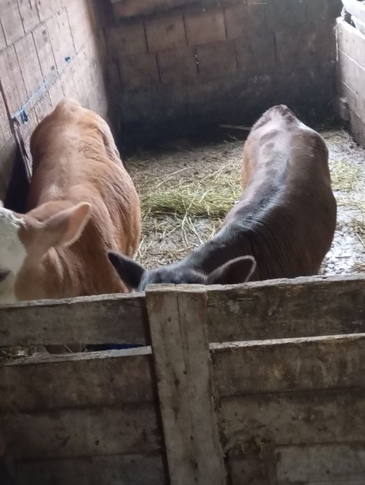 Vind 2 taurasi si 2 Vițele