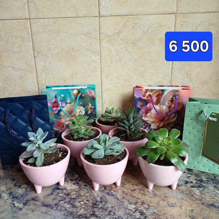 Суккуленты в горшках.Суккулент Минисад Цветок в горшке