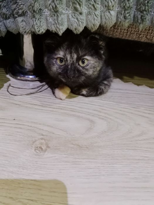 Разные котята Скоттиш фолд и Страйт
