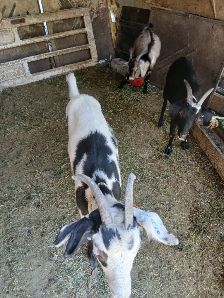 De vânzare 3 iedute și un țap toate  de anul trecut