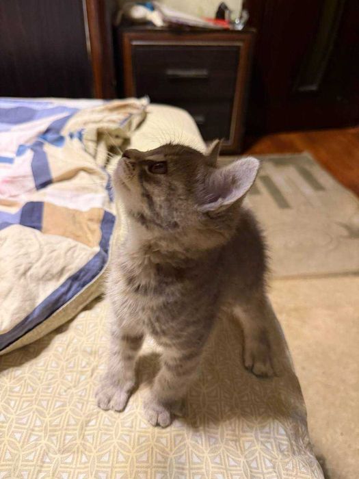 Страйт кошка /страйт