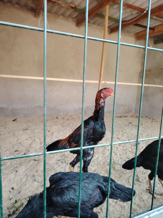 Карейцкие Петухи