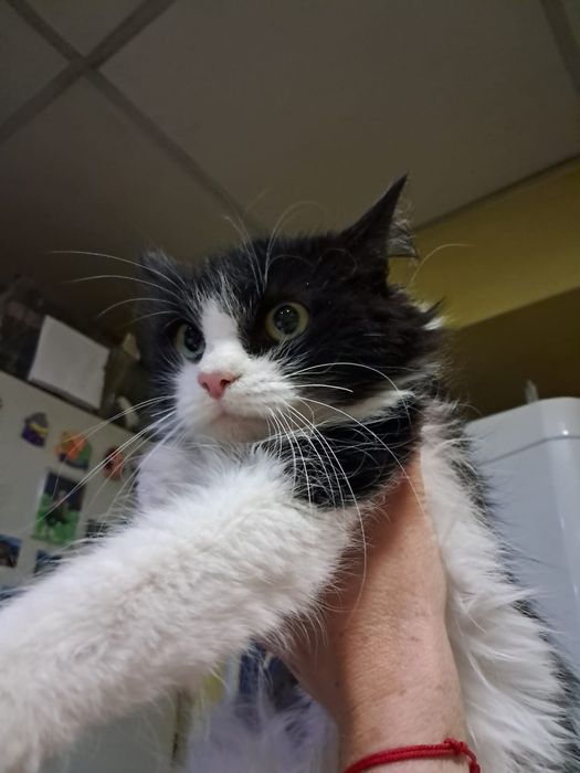 Отдам в добрые руки