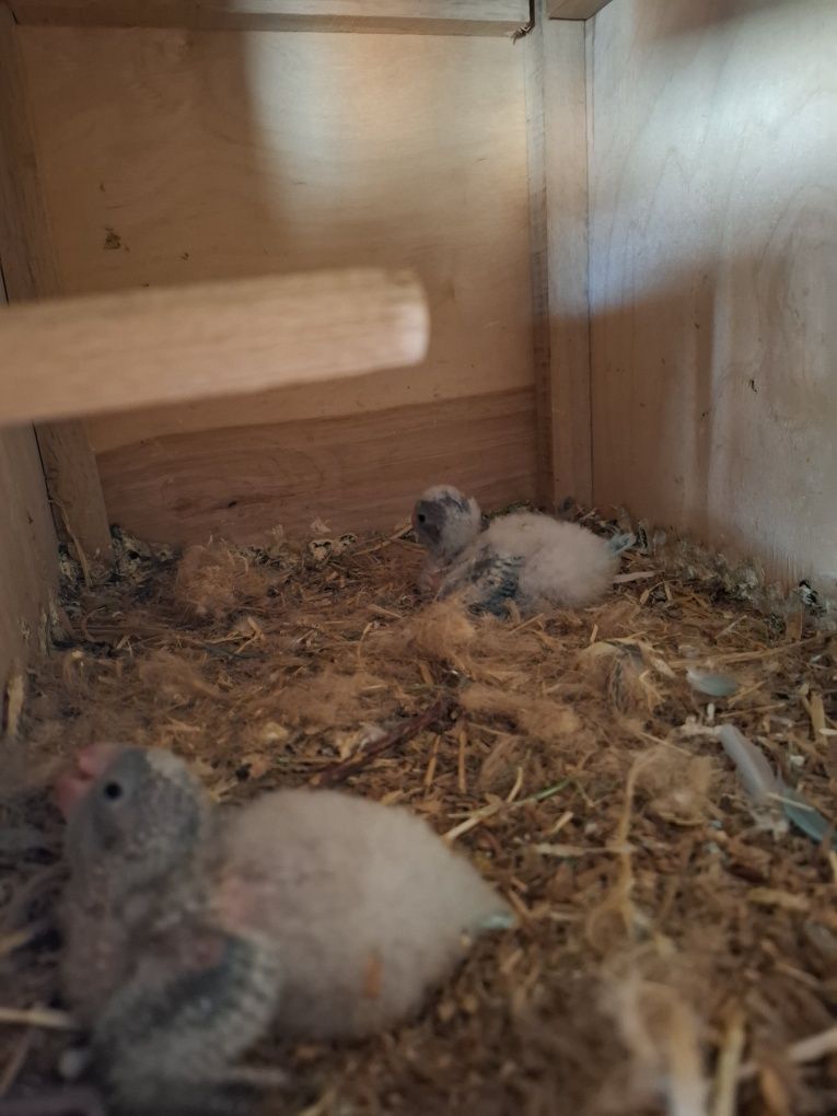 Papagali călugăr puii