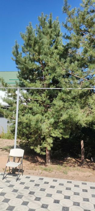 Продам сосну. Возраст 10 лет. В хорошем цветущем состоянии. Самовывоз.