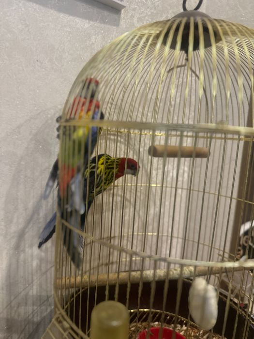 Продаю Папугаев Розелла