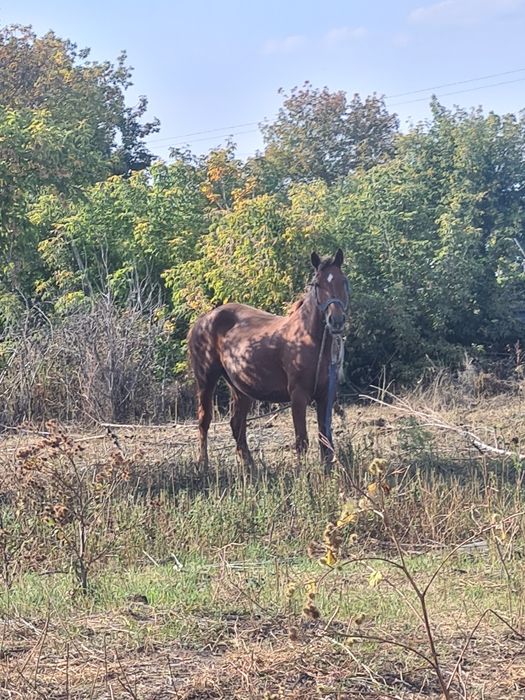 Продам лошадей кобыла и тай