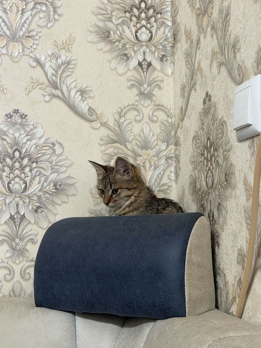 Pishiq beriledi taza pishiq