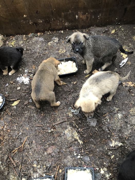 Щенки маленькие, ищут дом! Было 16, добрые люди забрали 5 осталось 11