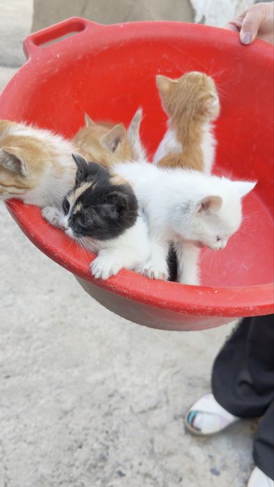 Mushuk bollari sotiladi xonaki hammasi chiroyli