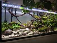 Acvariu 160 litri complet echipat cu aquascape matur