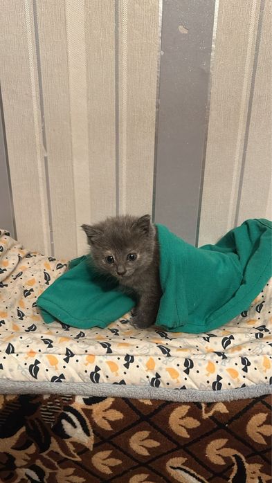 Отдам котенка в добрые руки