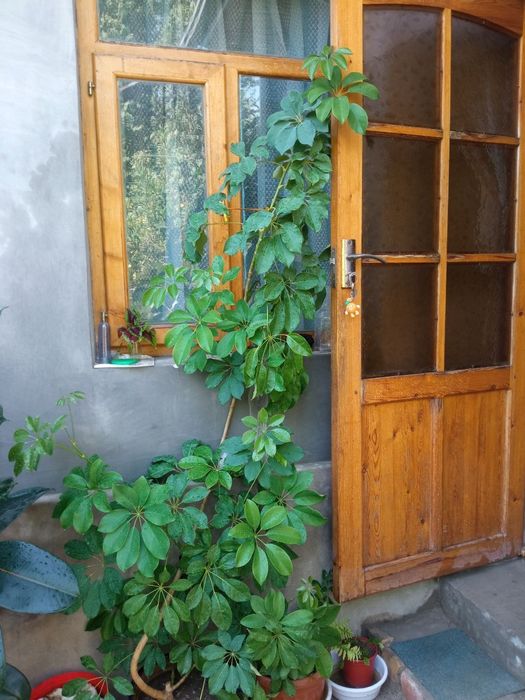 Продаем цветы две штук