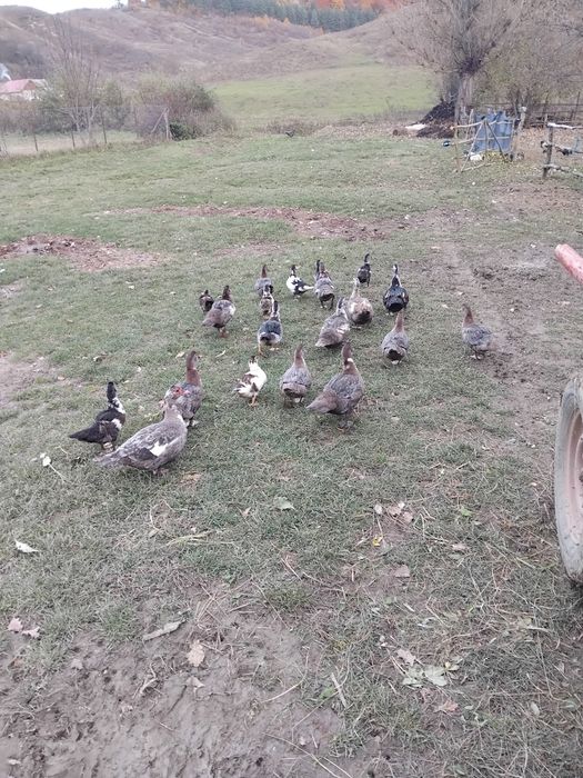 Vand rațe mute tinere