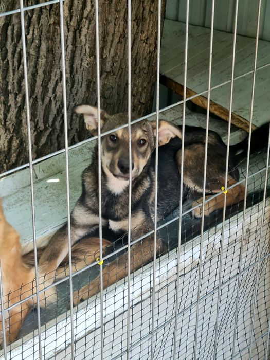 Dau spre adopție