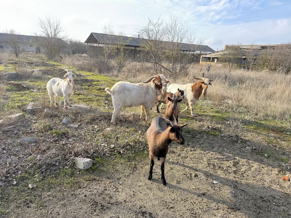 Vand tap boer f frumos