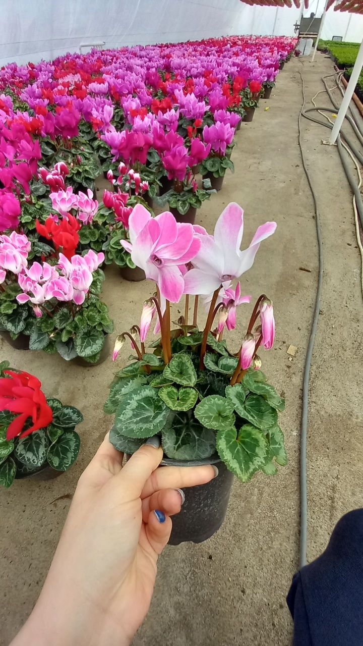 Cyclamen 1-8 martie