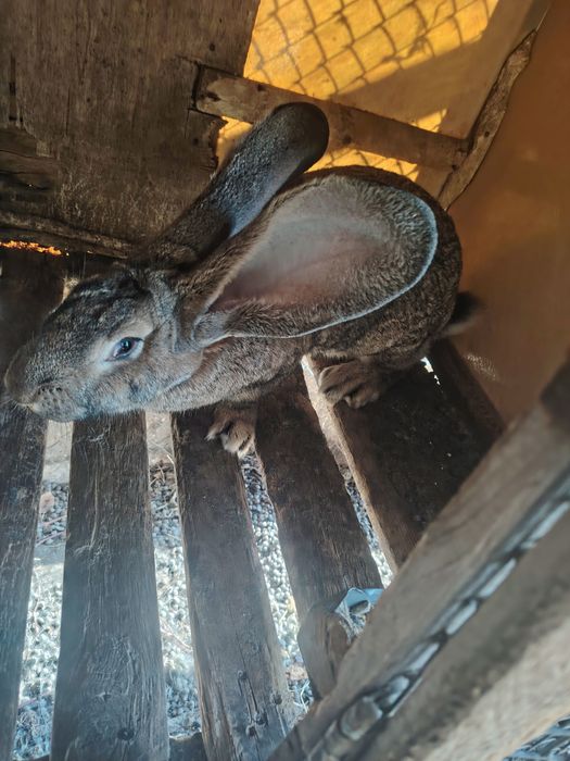 Продам кролих порода фландер