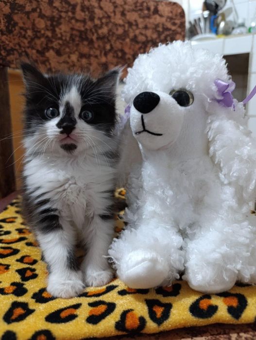 Подарявам мъжко котенце на 2 месеца