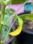 Ardei iute Aji, Carolina Reaper, Bhut Jolokia, Habanero