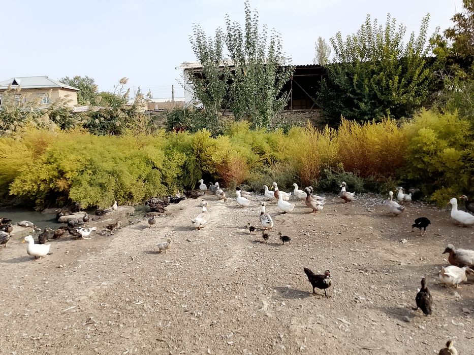 Голубой фаворит урдаклар