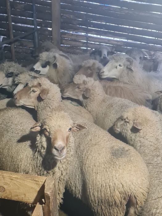 Oi gestante grase și frumoase pe ales