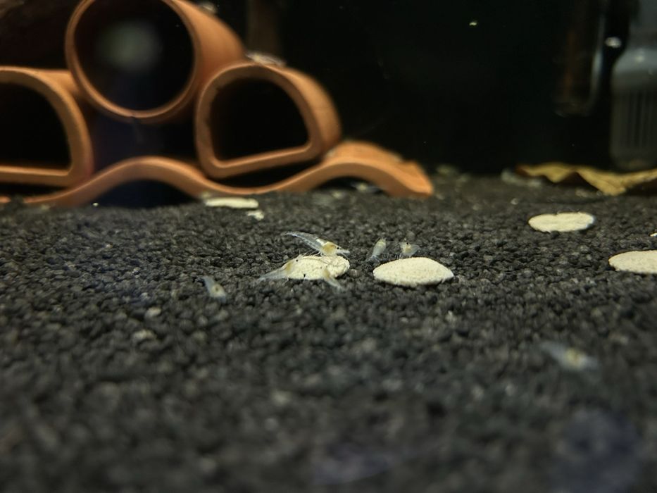 Скариди Snowball