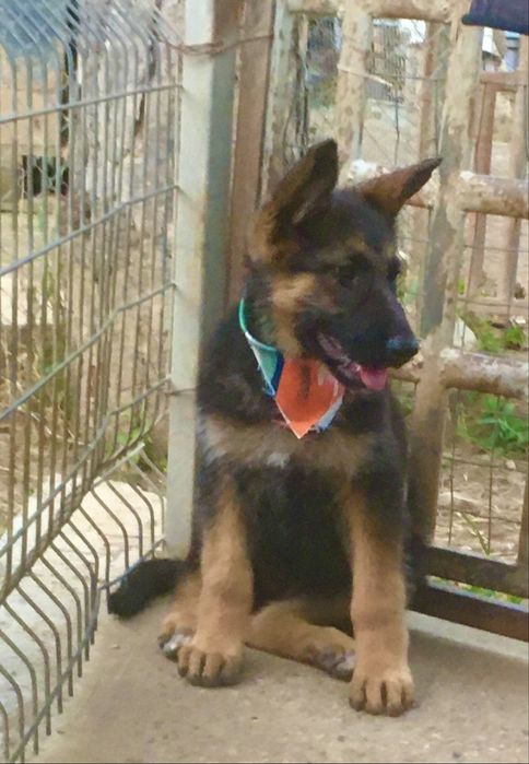 Продавам немски овчарки