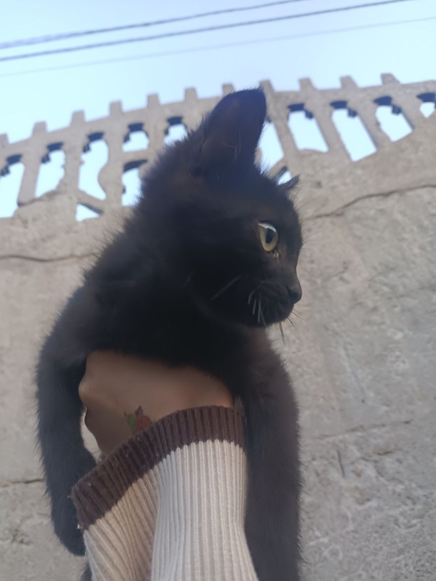 Отдам кошечку 4 мес.